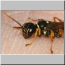 Mellinus crabroneus - Grabwespe w39 13mm - auf der Hand - OS-Wallenhorst Sandgrube.jpg